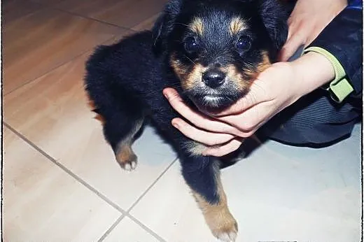 Piątka cudnych maluszków do adopcji :),  łódzkie Ł