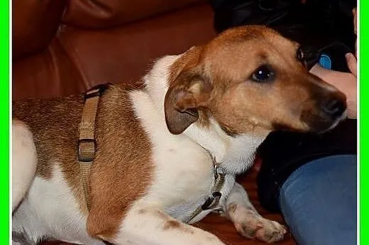 6mies. szczeniak, piesek ALUTEK docelowo duży.ADOPCJA,  śląskie Katowice