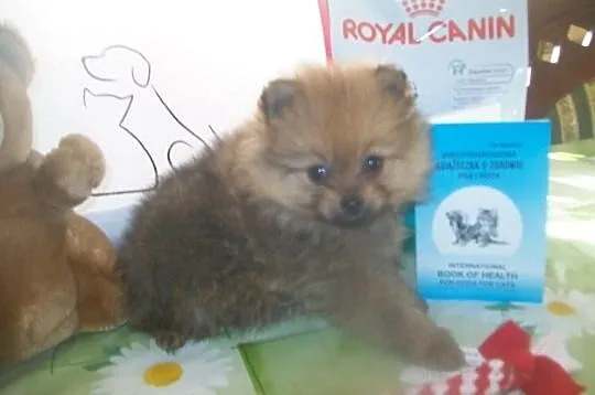 Szpic miniatura Pomeranian Mszana kolo Wodzisławia