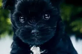 York Czarny Black Yorkshire Terrier nie wybarwi się.