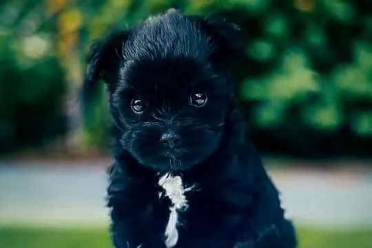 York Czarny Black Yorkshire Terrier nie wybarwi się., Dolnośląskie, Wrocław
