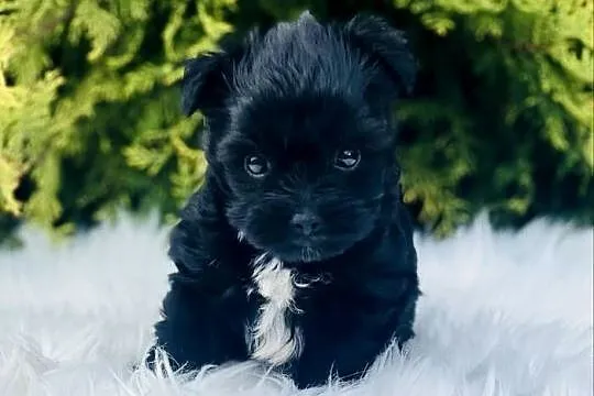 York Czarny Black Yorkshire Terrier nie wybarwi się., Dolnośląskie, Wrocław