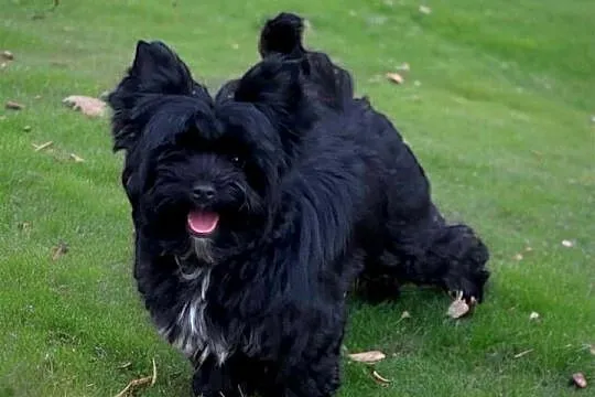 York Czarny Black Yorkshire Terrier nie wybarwi się., Dolnośląskie, Wrocław