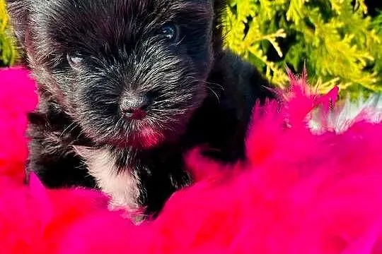 York Czarny Black Yorkshire Terrier nie wybarwi się., Dolnośląskie, Wrocław