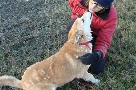 Sunia Gaja bardzo prosi o dobry dom,  dolnośląskie