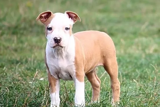 American Staffordshire Terrier amstaff suczka z ro