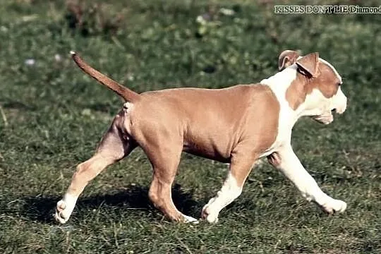 American Staffordshire Terrier amstaff suczka z ro