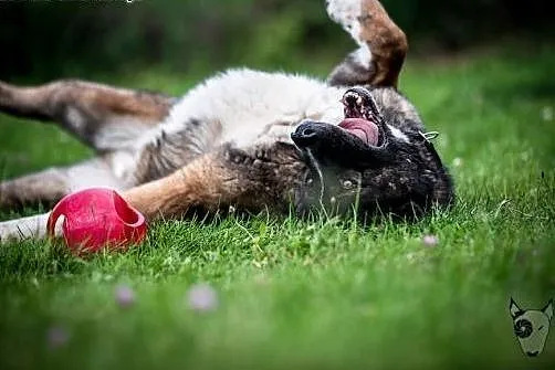 Cudowny pies :) APSIK do adopcji dzisiaj jest :), 