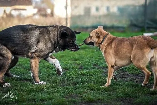 Cudowny pies :) APSIK do adopcji dzisiaj jest :), 