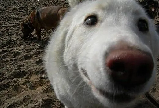 Iga piękna sunia husky czeka na kochającą rodzinę,