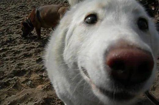 Iga piękna sunia husky czeka na kochającą rodzinę,