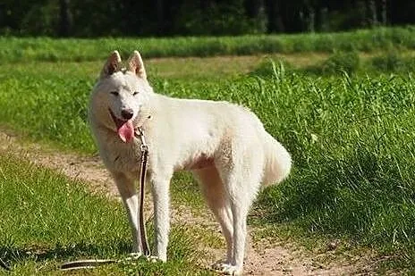 Iga piękna sunia husky czeka na kochającą rodzinę,
