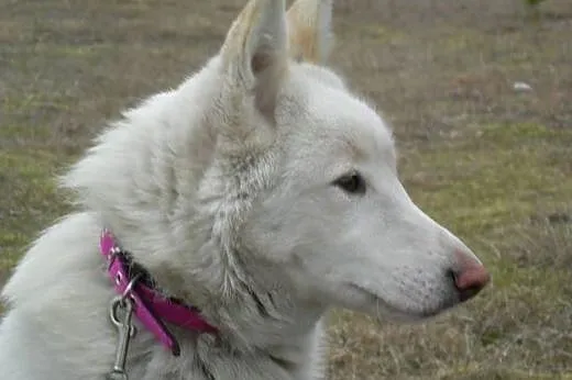 Iga piękna sunia husky czeka na kochającą rodzinę,
