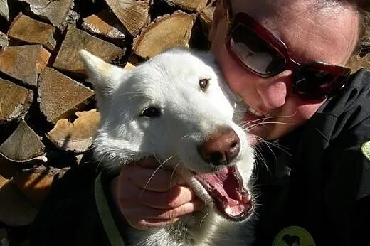Iga piękna sunia husky czeka na kochającą rodzinę,