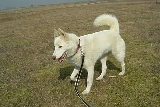 Iga piękna sunia husky czeka na kochającą rodzinę,