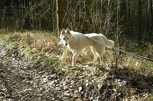 Iga piękna sunia husky czeka na kochającą rodzinę,