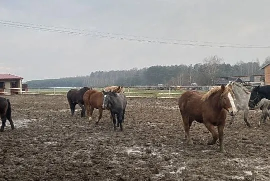 Redukcja stada- sprzedam konie!, Ignacew Podleśny
