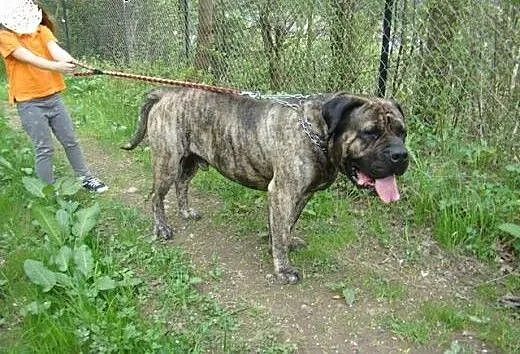 TARON, rodowodowy Dogo Canario do adopcji!, śląsk