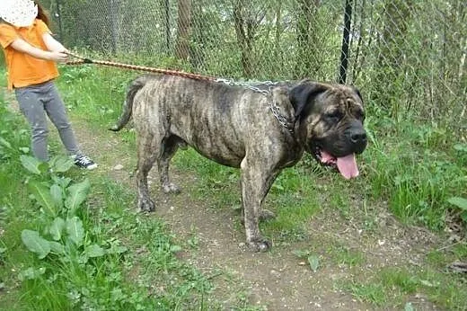 TARON, rodowodowy Dogo Canario do adopcji!,  śląsk