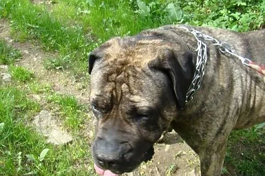 TARON, rodowodowy Dogo Canario do adopcji!,  śląsk