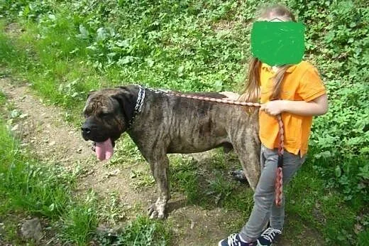 TARON, rodowodowy Dogo Canario do adopcji!,  śląsk