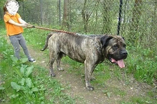 TARON, rodowodowy Dogo Canario do adopcji!,  śląsk