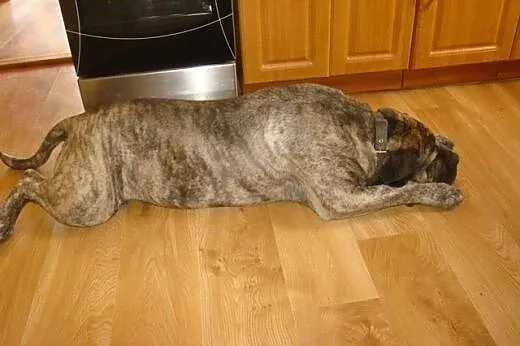 TARON, rodowodowy Dogo Canario do adopcji!,  śląsk