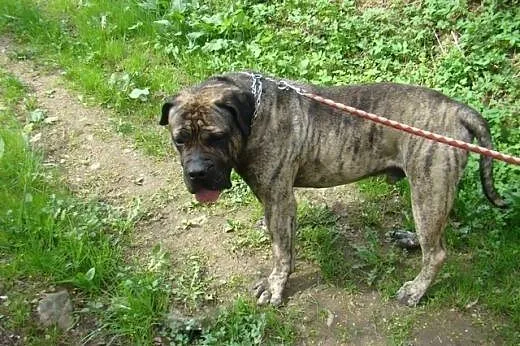 TARON, rodowodowy Dogo Canario do adopcji!,  śląsk