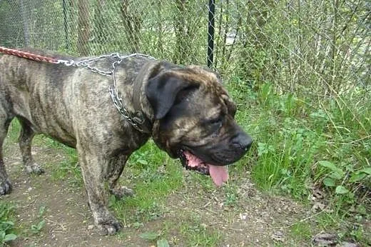 TARON, rodowodowy Dogo Canario do adopcji!,  śląsk