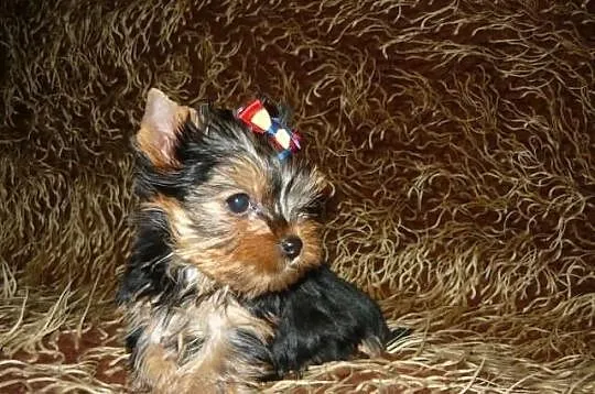 Yorkshire Terrier, York miniaturka, mini laleczka