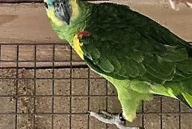 Amazonki niebieskoczelne para