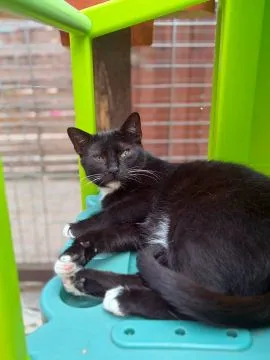 Bryś - mały miś poleca się do adopcji!  Bryś na ogół raczej obserwuje człowieka z dystansu, choć zda