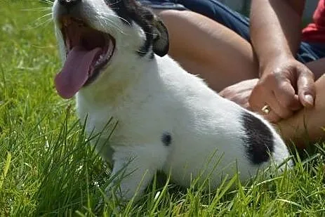 Cudowny Gucio szuka domku!!!,  mazowieckie Warszaw