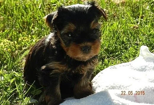 Yorki pieski, lubuskie Żagań