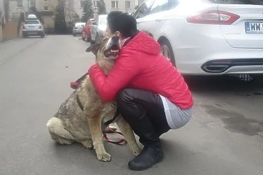 Niewidomy duży starszy pies Misio Bibi szuka domu,