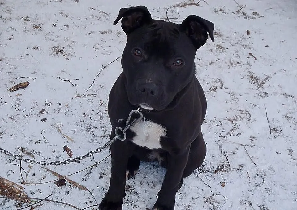 Oddam suczke rasy amstaff!