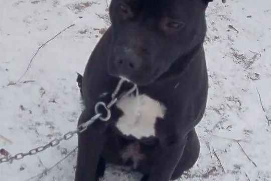Oddam suczke rasy amstaff!