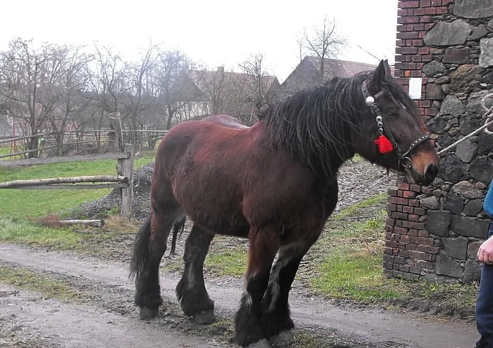 Sprzedam Klacz Zimnokrwista