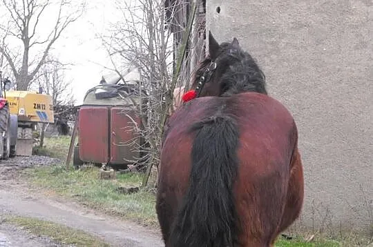 Sprzedam Klacz Zimnokrwista