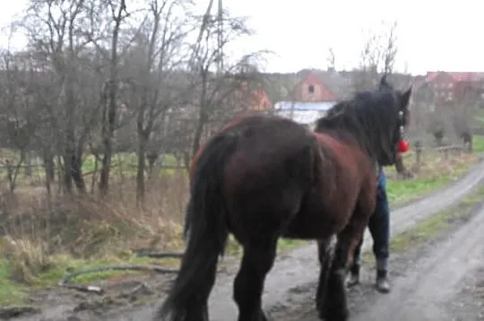 Sprzedam Klacz Zimnokrwista