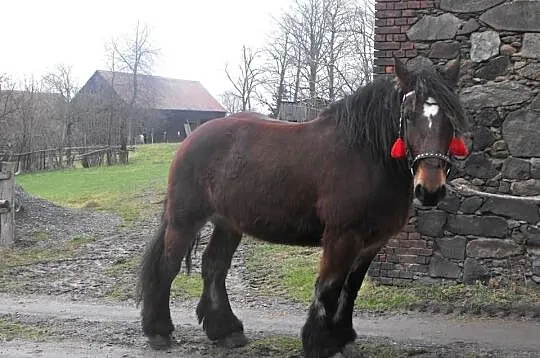 Sprzedam Klacz Zimnokrwista