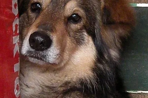 Szeri piękna długowłosa średniej wielkości sunia ,