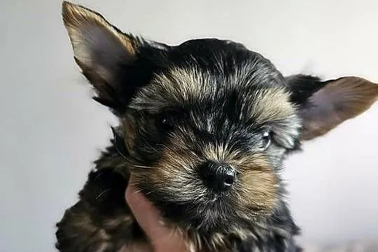 Samiec Yorkshire Terrier