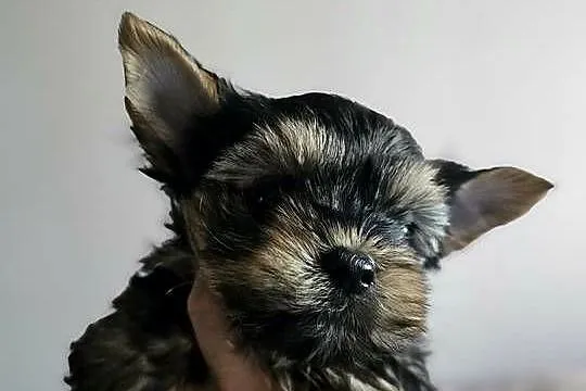 Samiec Yorkshire Terrier, Śląskie, Częstochowa