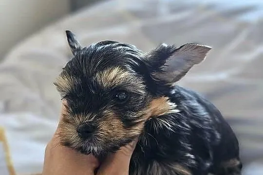 Samiec Yorkshire Terrier, Śląskie, Częstochowa