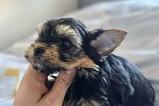 Samiec Yorkshire Terrier, Śląskie, Częstochowa