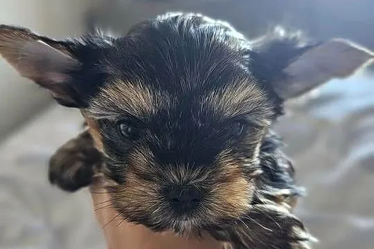 Samiec Yorkshire Terrier, Śląskie, Częstochowa