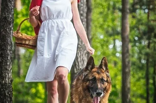 Owczarek Bartek poleca się do adopcji!,  lubelskie