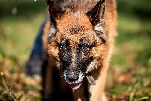 Owczarek Bartek poleca się do adopcji!,  lubelskie