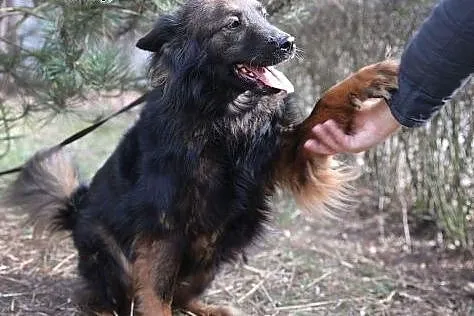 Nina do adopcji,  śląskie Gliwice, Gliwice